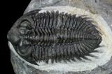 Coltraneia Trilobite Fossil - Huge Faceted Eyes #125089-3